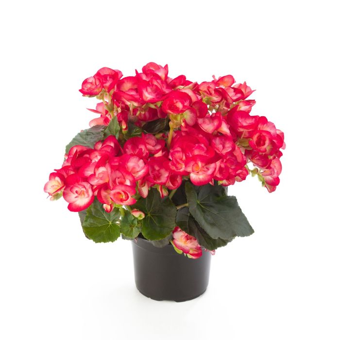 Begonia ILONA – Peggy – Jaunstādi