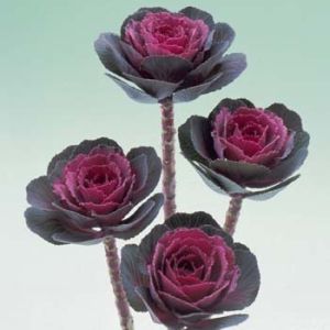 Brassica CRANE  - Rose