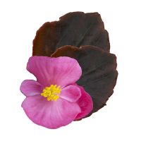 Begonia semp. SENATOR IQ - Deep Rose