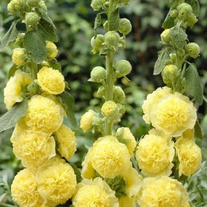 Alcea rosea CHATERS - Yellow