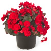 BEGONIA SOLENIA  - Red Improved