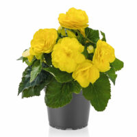 BEGONIA tuberhybrida NONSyes - Joy Yellow