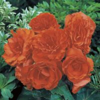 BEGONIA tuberhybrida NONSyes - Orange