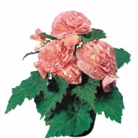 BEGONIA tuberhybrida NONSyes - Pink