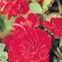 BEGONIA tuberhybrida NONSyes - Red