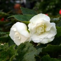 BEGONIA tuberhybrida NONSyes - White