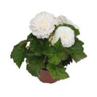 BEGONIA tuberhybrida NONSyes - White