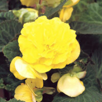 BEGONIA tuberhybrida NONSyes - Yellow