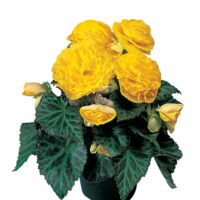 BEGONIA tuberhybrida NONSyes - Yellow