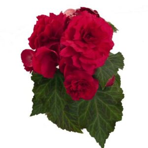 BEGONIA tuberhybrida NONSyes - Deep Rose