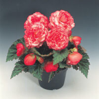 BEGONIA tuberhybrida NONSyes - Rose Petticoat