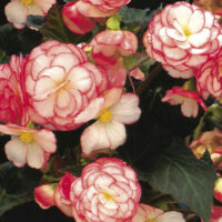 BEGONIA tuberhybrida NONSyes - Rose Petticoat