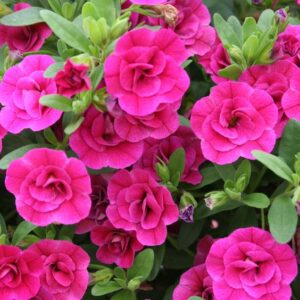 CALIBRACHOA SUPERBELLS UNIQUE - Double Rose