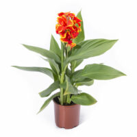 CANNA cannova - Red Golden Flame