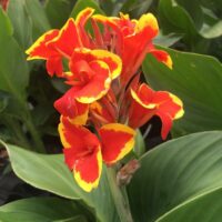 CANNA cannova - Red Golden Flame