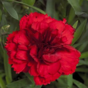 DIANTHUS DINAMIC - Red Improved