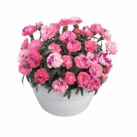 DIANTHUS   - Roselly Pink