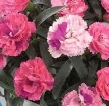 DIANTHUS   - Roselly Pink