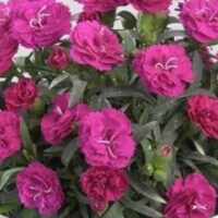 DIANTHUS   - Roselly Purple