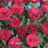 DIANTHUS   - Roselly Red