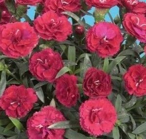 DIANTHUS   - Roselly Red