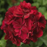 PELARGONIUM peltatum  - SUNFLORIX Dark Red