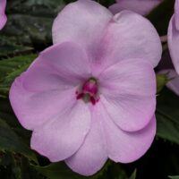 IMPATIENS SUNPATIENS COMPACT - Orchid Blush