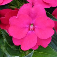 IMPATIENS SUNPATIENS VIGOROUS - Rose Pink