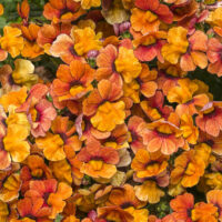 NEMESIA SUNSATIA - Blood Orange