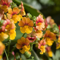 NEMESIA SUNSATIA - Blood Orange