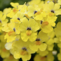 NEMESIA SUNSATIA - Little Banana