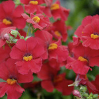 NEMESIA SUNSATIA - Little Cherry