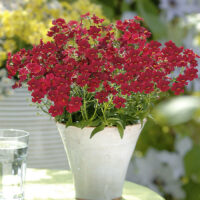 NEMESIA SUNSATIA - Little Cherry