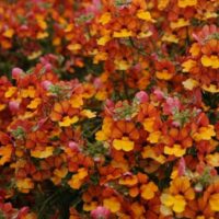 NEMESIA SUNSATIA - Little Orange