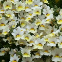 NEMESIA SUNSATIA - Little Vanilla