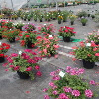 PELARGONIUM peltatum  - SUNFLORIX Dark Red