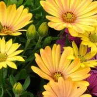 OSTEOSPERMUM CAPE DAISY - Magic Sunrise