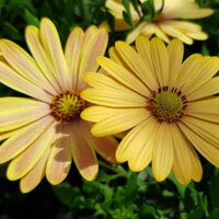 OSTEOSPERMUM CAPE DAISY - Magic Sunrise