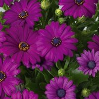 OSTEOSPERMUM CAPE DAISY - Maserau