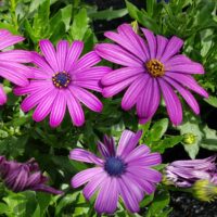 OSTEOSPERMUM CAPE DAISY - Maserau