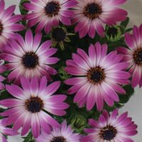 OSTEOSPERMUM CAPE DAISY - Pink Bicolor