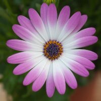 OSTEOSPERMUM CAPE DAISY - Pink Bicolor