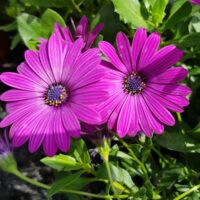 OSTEOSPERMUM CAPE DAISY - Purple