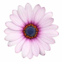 OSTEOSPERMUM CAPE DAISY - Purple Ilumination