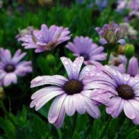 OSTEOSPERMUM CAPE DAISY - Purple Ilumination