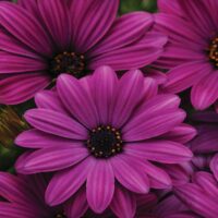 OSTEOSPERMUM CAPE DAISY - Purple