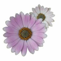 OSTEOSPERMUM CAPE DAISY - Softly Pink