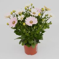 OSTEOSPERMUM CAPE DAISY - Softly Pink