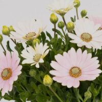 OSTEOSPERMUM CAPE DAISY - Softly Pink