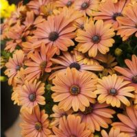 OSTEOSPERMUM CAPE DAISY - Terra